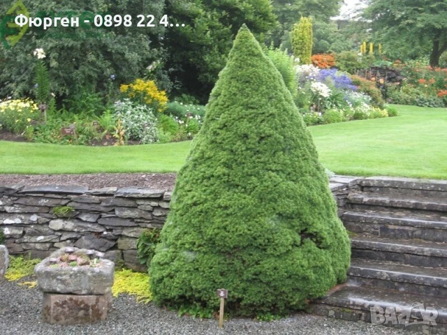 Мини Смърч Коника (Picea glauca 'Conica')