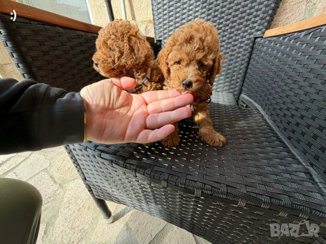 Мини пудели Актуално от 16.4.2026, снимка 3 - Пудели - 54207444