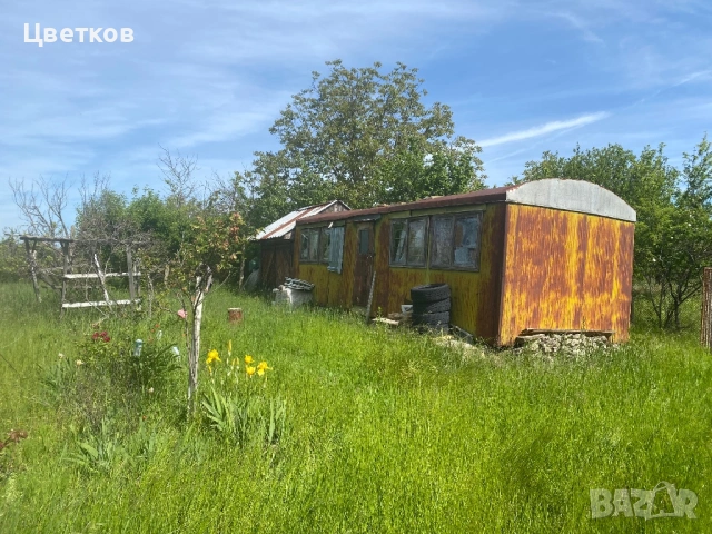 Продавам лозе, снимка 2 - Земеделска земя - 54776646