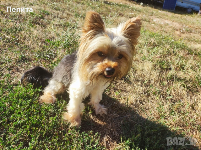 Мини йоркширски териер, снимка 6 - Йоркширски териер - 54199648