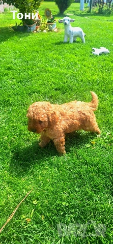 Той Пудел мини , снимка 3 - Пудели - 54179730