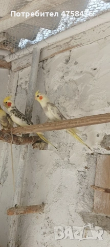 папагали корела 