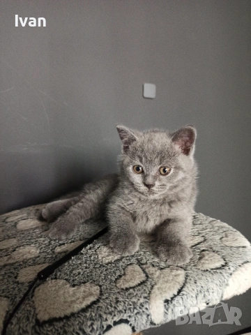 Британски котенца