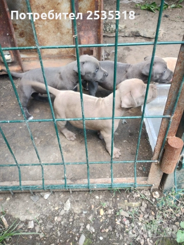 Питбул чета блу нос, снимка 9 - Питбул - 55058179