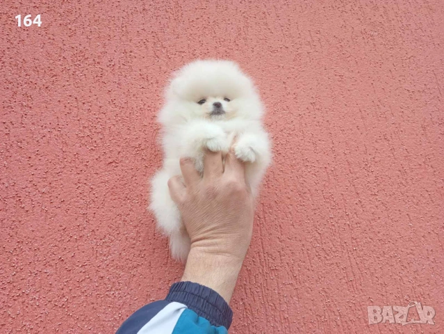 Мини Померан. Реални снимки !