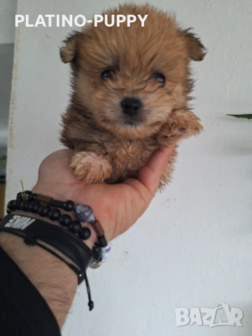 Женско померанче