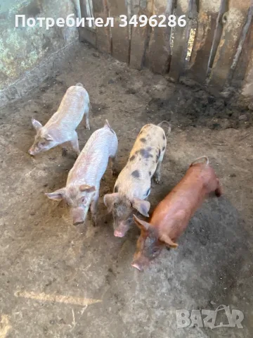 Малки прасенца за продан