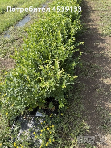 Боровинки сорт Бригита Блу в 5л. саксия височина 100-120см. , снимка 2 - Разсади - 55411644
