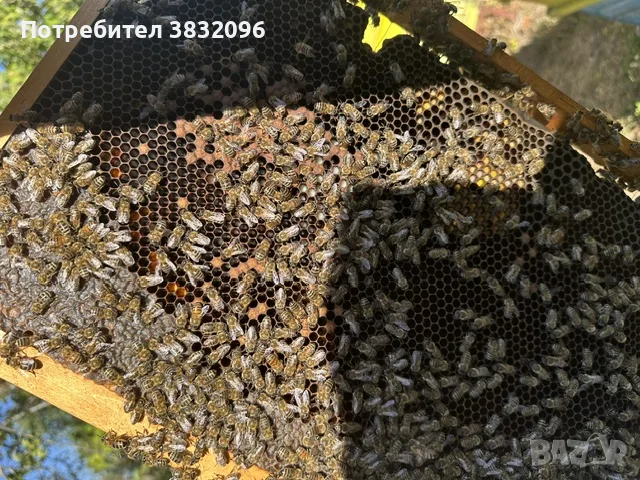 Продавам пчелни семейства , снимка 3 - За пчели - 55693262