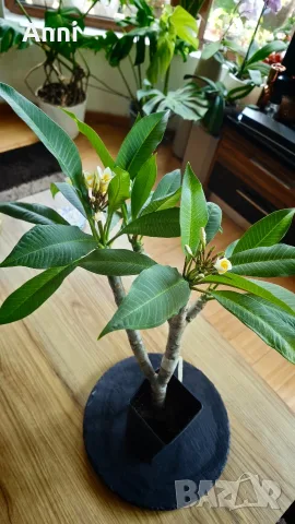 🌸 Плумерия (Frangipani) – Красиво цъфтящо растение с ароматни цветове, снимка 2 - Градински цветя и растения - 55324142