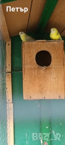 Пойни папагали 2 чифта. , снимка 5 - Папагали - 54956229