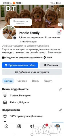 Мини пудел момченце- Fci, Genetic, Pl, снимка 9 - Пудели - 55044281