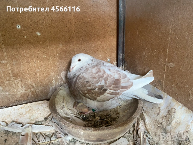 Стандартни пощенски гълъби 