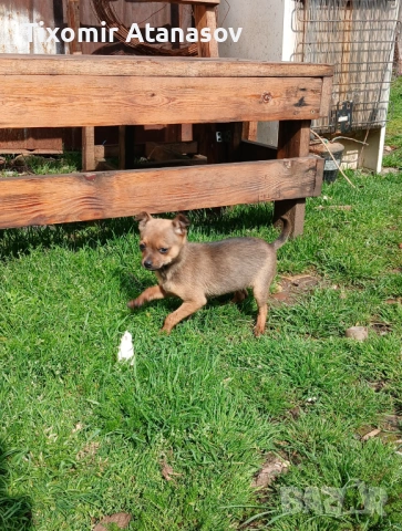 Чихупинчер, снимка 2 - Чихуахуа - 54298866