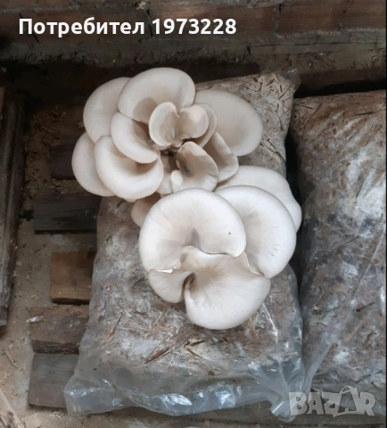 Заразени чували с гъби кладница и мицел, снимка 2 - Други - 54139182