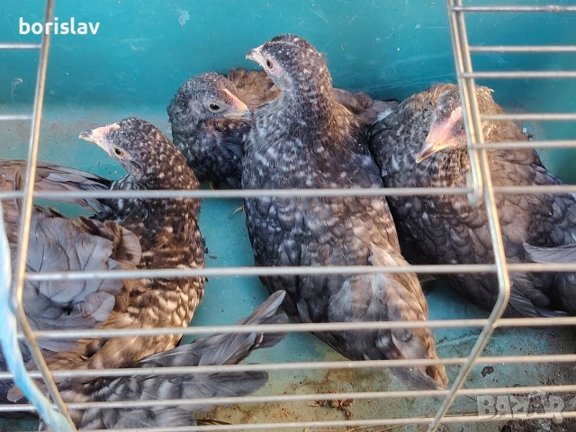 Продавам ярки шабо, снимка 6 - други­ - 55156699