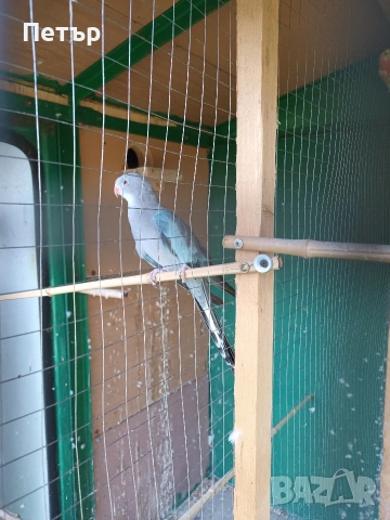 Женски принцов папагал Александрино. , снимка 3 - Папагали - 53147057