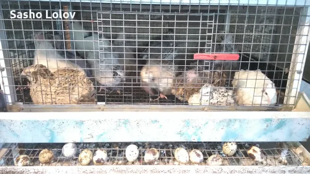  Пъдпъдъчи яйца за люпене, снимка 4 - Кокошки и пуйки - 55470196