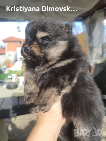 Продавам померан , снимка 8 - Померан - 54177752