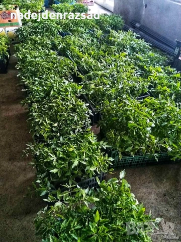 Готов разсад ранни домати краставици ягоди, снимка 13 - Разсади - 53942089