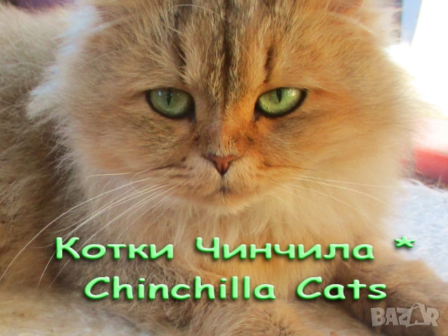 Писмени консултации за котки, котета и котараци, научни статии за публични издания, снимка 14 - Проекти - 49097324