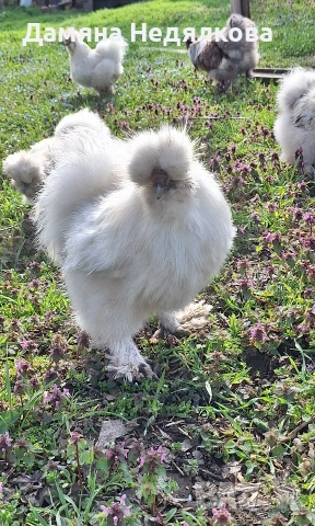 оплодени яйца от копринки 