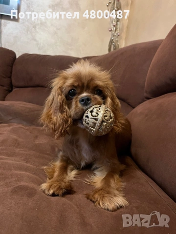 Кавалер кинг Чарлз