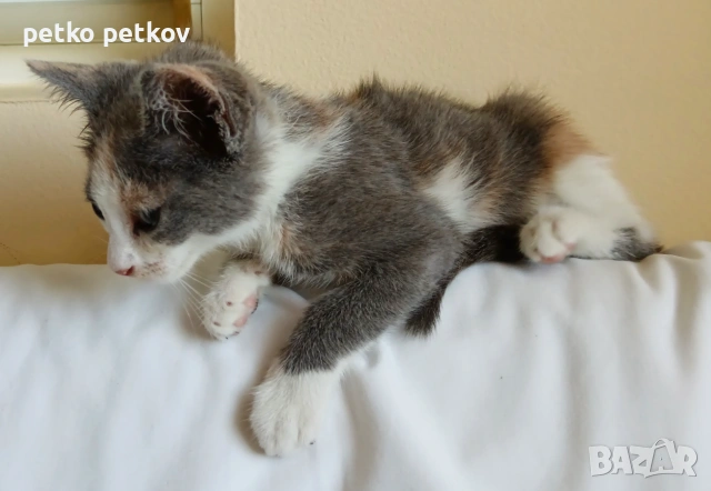 Подарявам малко котенце, снимка 3 - Други - 55010344