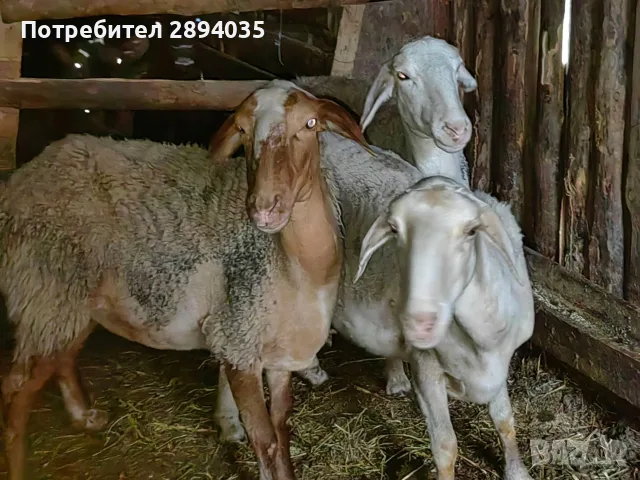 овце коч агнетаа