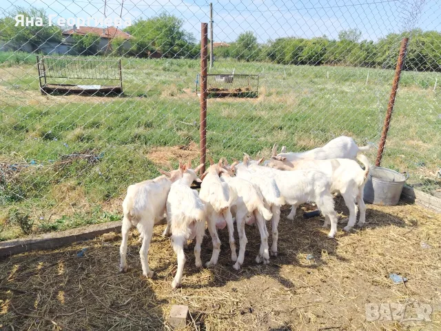 Продавам  домашно гледани ярета