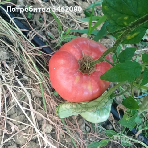 Продавам Розов домат, снимка 12 - Разсади - 55340415