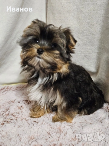 Йоркширски териер , снимка 7 - Йоркширски териер - 54371559