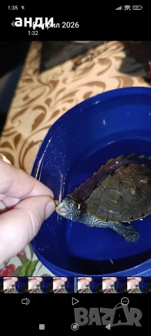 географска костенурка с терариум , снимка 3 - Костенурки - 54231798