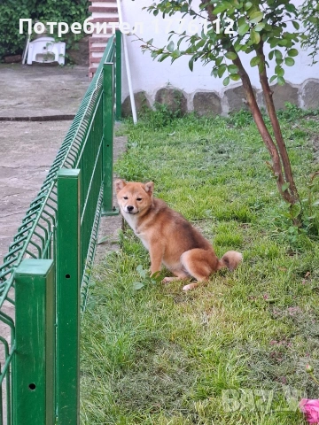 Шиба ину женско