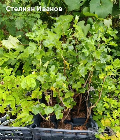Йоща, йоста, jostaberry (Ribes × nidigrolaria), снимка 5 - Градински цветя и растения - 52354302