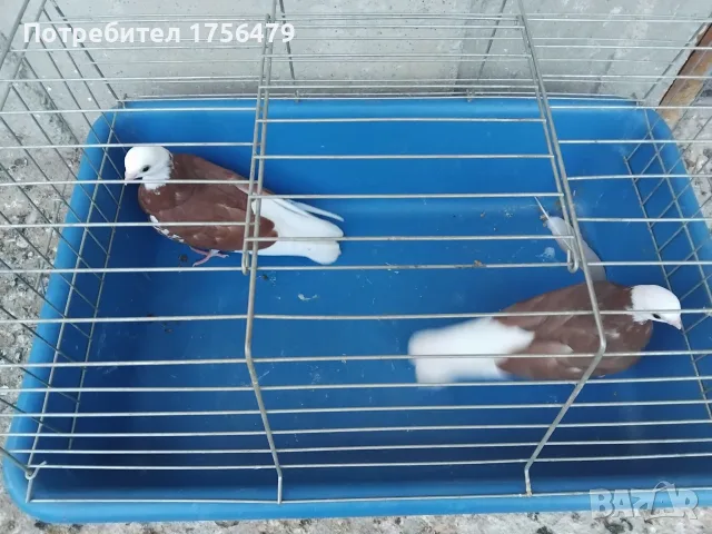Белослатински червени , снимка 3 - Гълъби - 55319138
