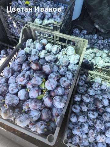 Продавам сини сливи за ракия 