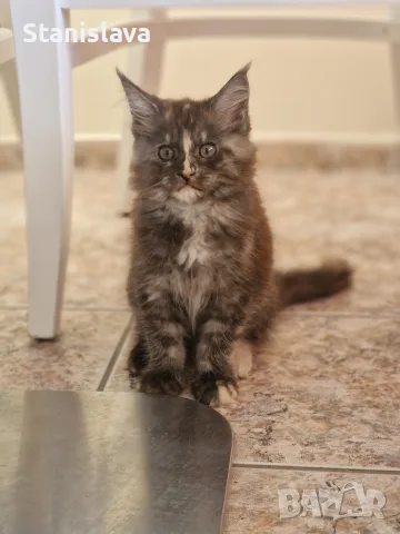 котенца Мейн Куун