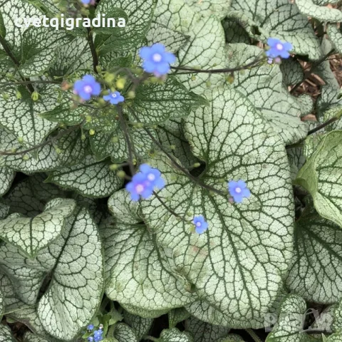 Brunnera Silver Heart-Брунера сребърно сърце