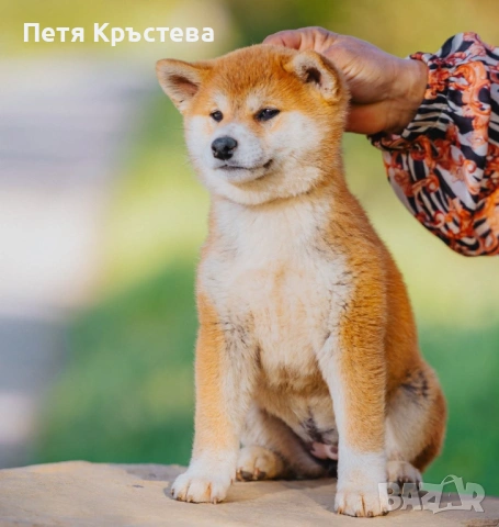Шиба ину бебета, снимка 2 - Шиба ину - 54901189