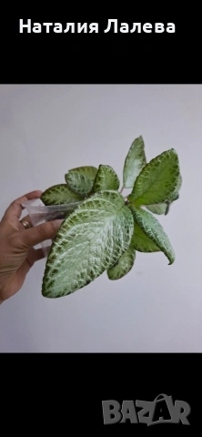 Еписцея, episcia silver sheen, снимка 2 - Стайни растения - 54560135