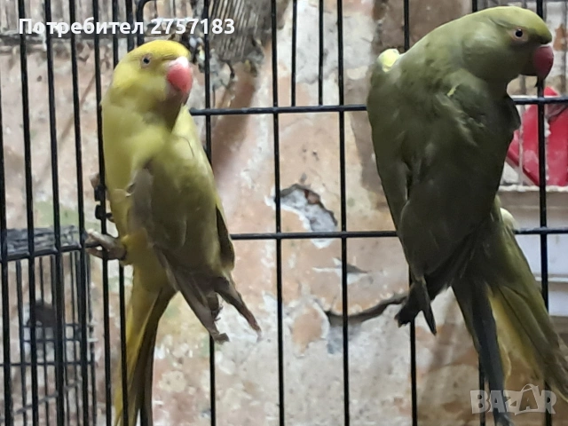 продавам папагали малак александар , снимка 3 - Папагали - 54573874