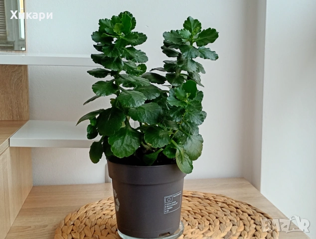 Каланхое без цвят, снимка 6 - Стайни растения - 53785384