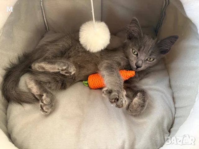 Коте - 2 месеца, снимка 8 - Руска синя котка - 55627241