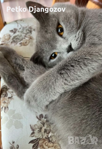 Британски късокосмести котета, снимка 7 - Британска късокосместа - 54211965