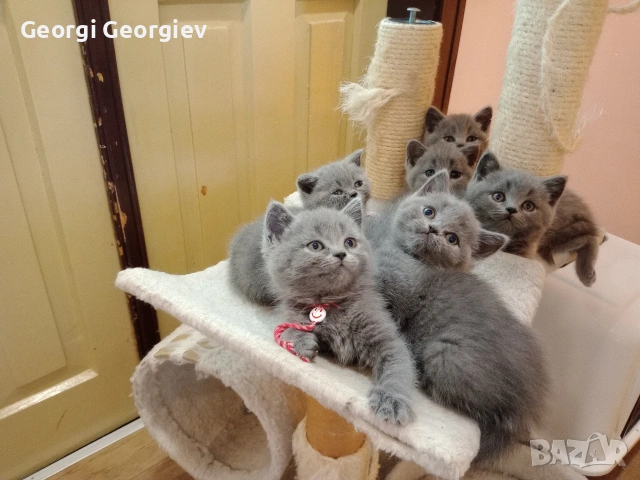 Британчета котета, снимка 6 - Британска късокосместа - 54649069