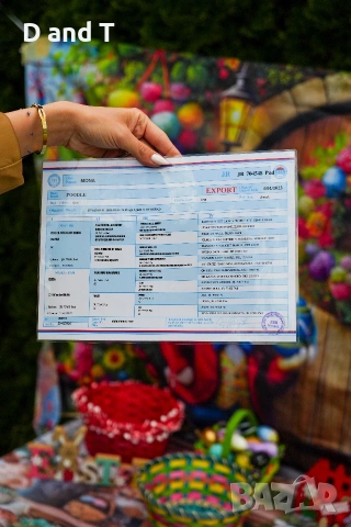 Той пудел & Мини пудел, Fci, Genetic, PL, снимка 11 - Пудели - 54209072