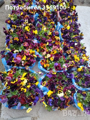 Продавам теменужки