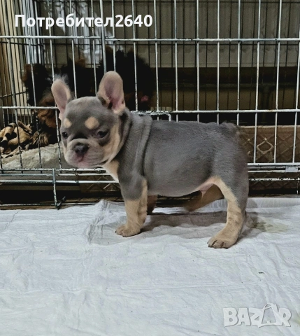 Френски булдог лилак тан (lilac tan), снимка 7 - Френски булдог - 54724266