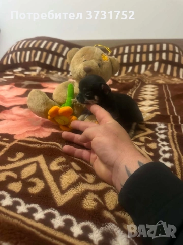 Продавам чихуахуа , снимка 3 - Чихуахуа - 54702994